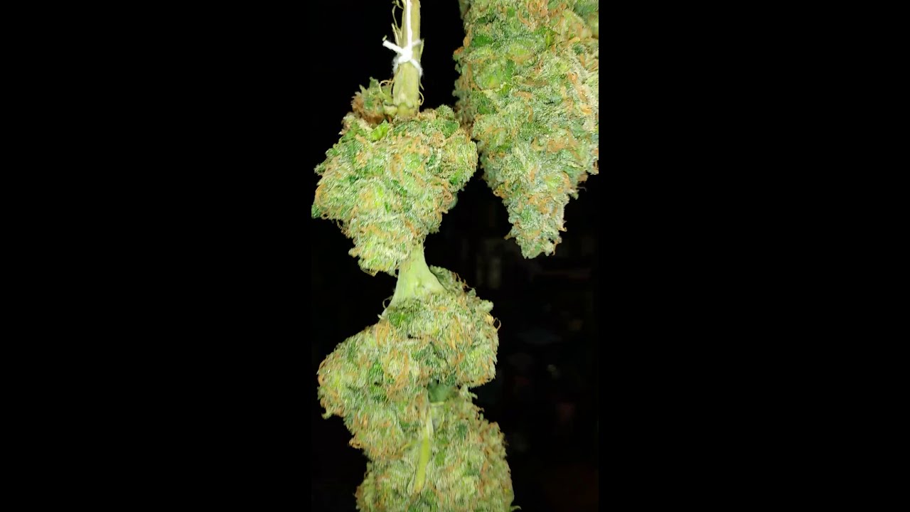 Grandaddy Purple Harvest Day 58.5