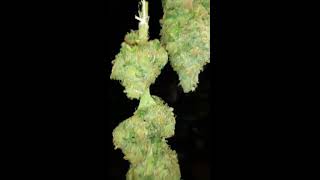 Grandaddy Purple Harvest Day 58.5