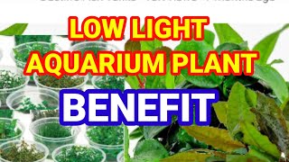 Low Light Low Tech Plant With Benefit in Hindi || Low Tech Planted Aquarium