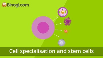 Cell Specialisation and Stem Cells (Biology)