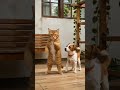 Miaw dan Kupik #funny #dog #cat #memes #dance