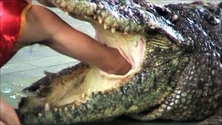 Pattaya Thailand Crocodile Farm 2011 .This man sticks his arm in a Crocodile stomach