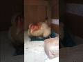 live.#hens #animalvlog #cage #viral #animal #hen #pet #viralvideo #trending #tranding अंडा देते हुए.