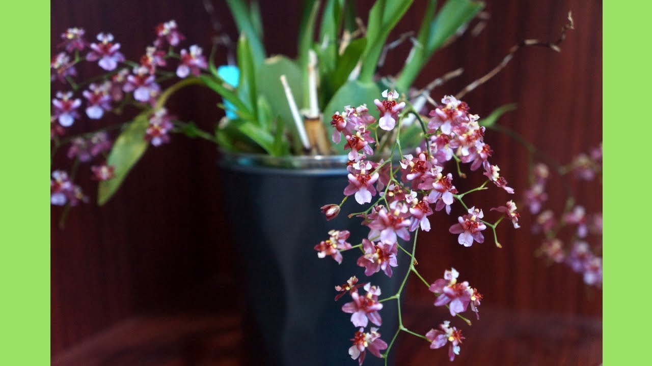 すべての花の画像 これまでで最高の香水花種類