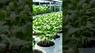 Pollination in Plants | #ihavethisthingwithplants #animation #biology #science #education #farming