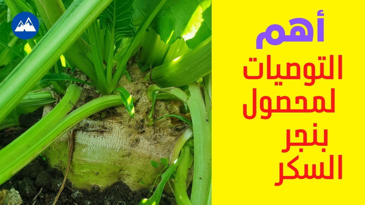 أهم الإرشادات والتوصيات الزراعيه لمحصول بنجر السكر بعد عمر 100 يوم