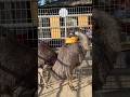 Exotic Animals - Volunteer day !