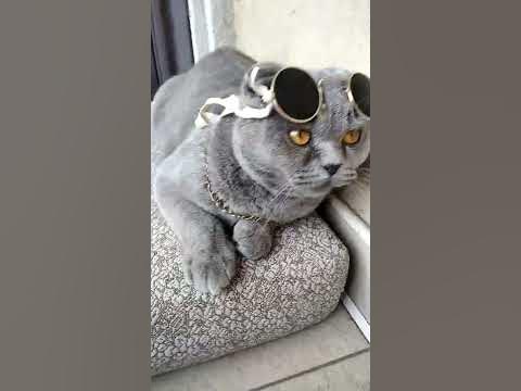 крутий Кот - YouTube