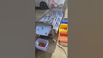 Vegetables in the fruits grading machine automatic size sorting machine