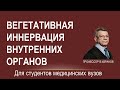 Вегетативная иннервация внутренних органов