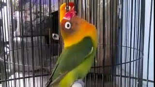 Amazing Sound of Love Bird