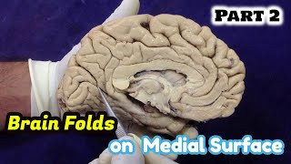 NeuroAnatomy - Brain Folds | Sulci and Gyri on Medial Surface of the Brain-Anatomy Dissection Part 2