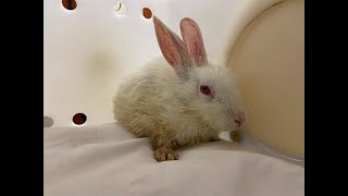Dumped, Abandoned Rabbits and Rabbit Breed Problems