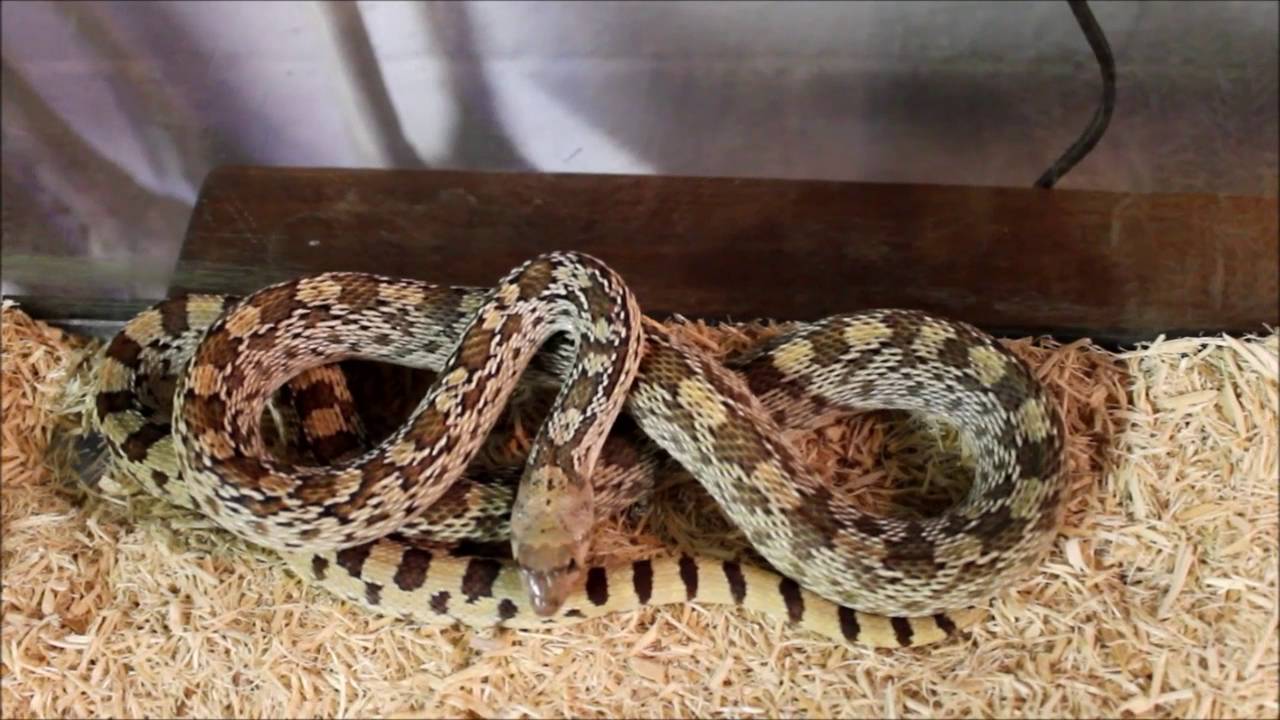 threat meaning Bull Snake Threat Display