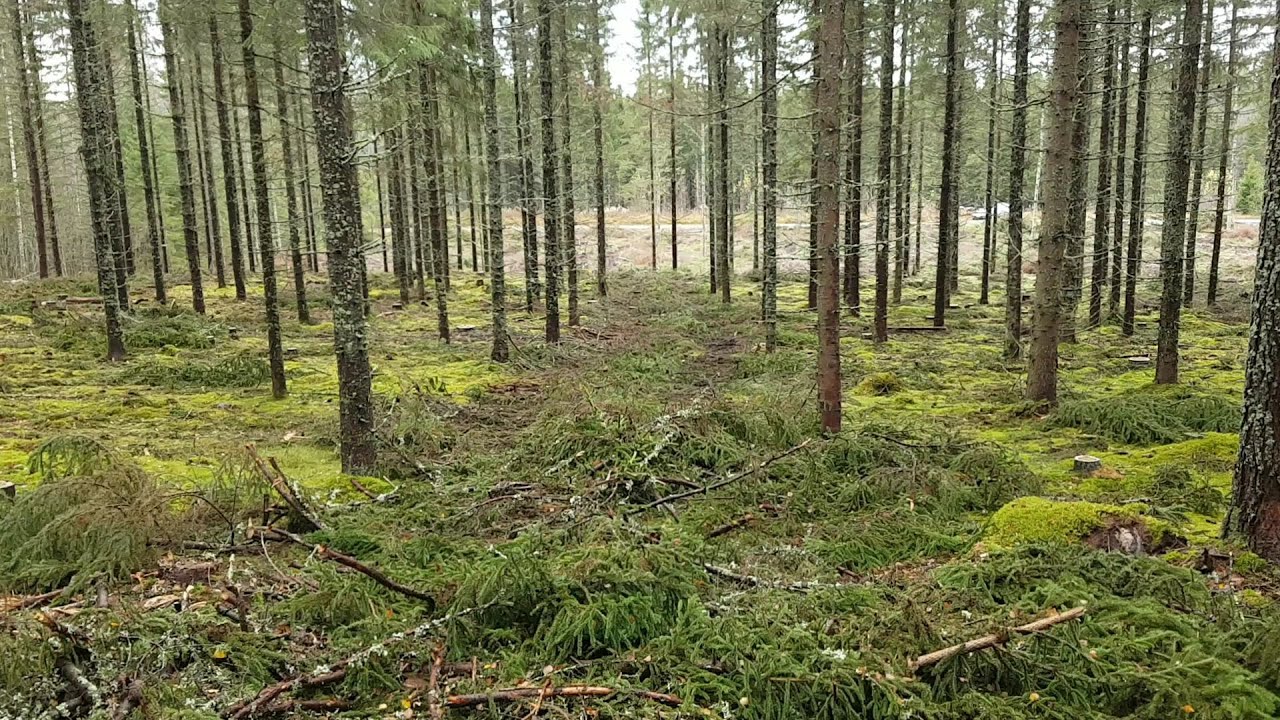 Harvennusjäljen tarkastelu!
