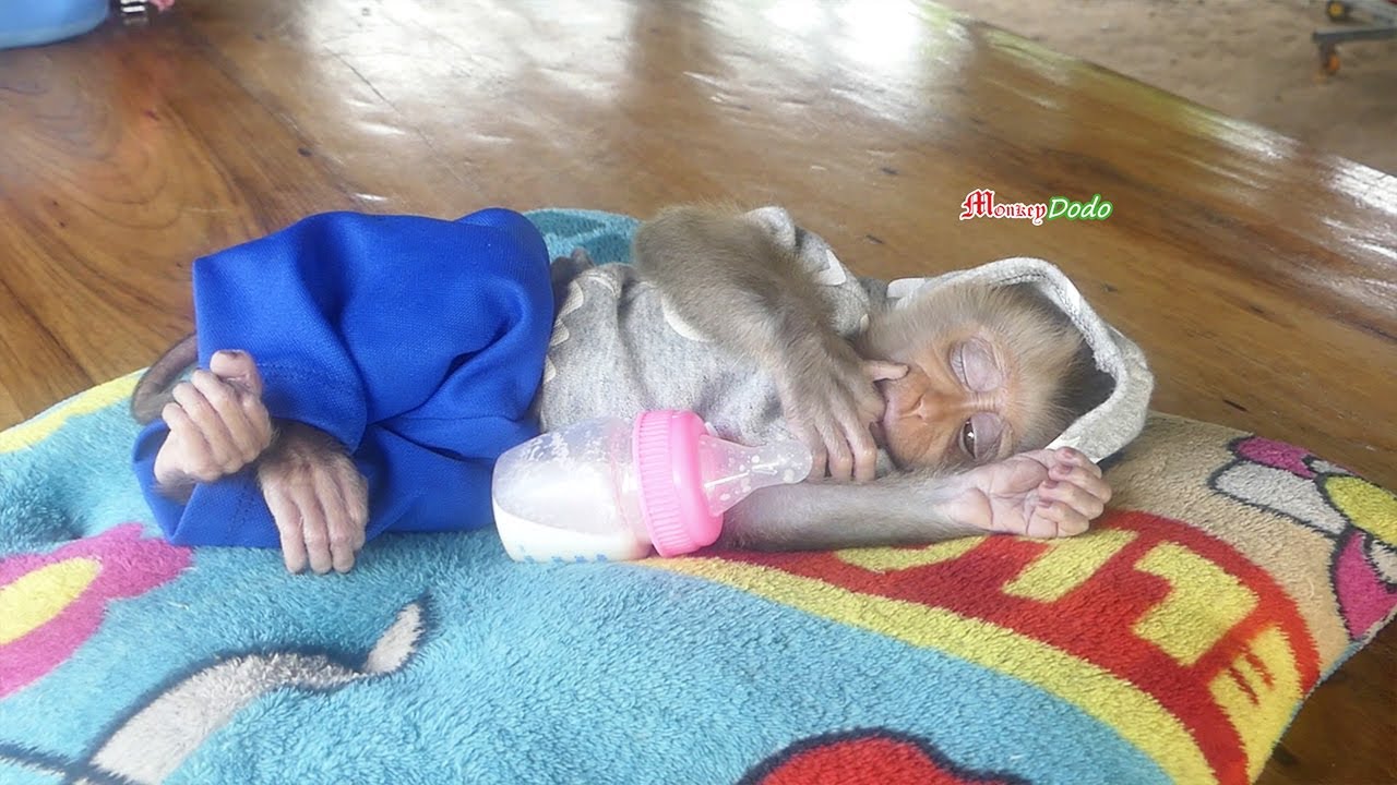 Awesome Biden Sleep Open An Eye Not Want Mom Leave Him Sleep Alone