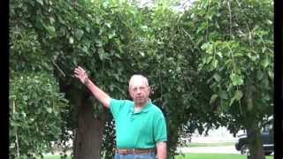 01 DavidHoefer Weeping Mulberry