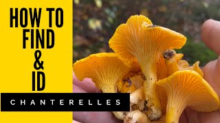 The best habitat to find Chanterelles | Cantharellus cibarius ID