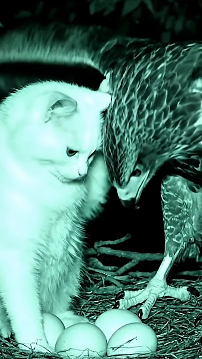 Haqiqiy aldagan erlarning videolari Buvisi va nabirasi jinsiy aloqa qilishga qaror qilishdi.