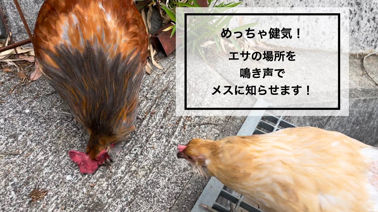 にわとり 鳴く理由 _ にわとり鳴き声 効果音 – 【音量注意】ニワトリの5種類の鳴き声を集めました – NQLMMI