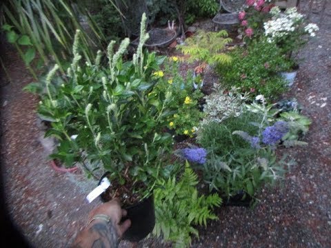 Videó: Summersweet Plant – Tippek a Clethra Alnifolia gondozásához