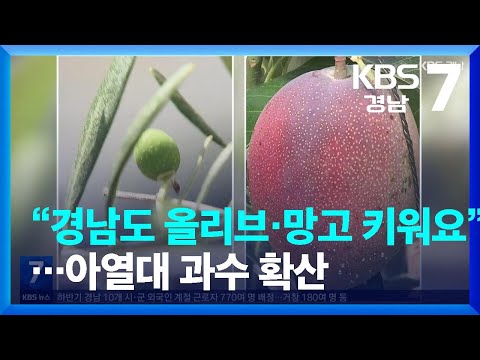 “경남도 올리브·망고 키워요”…<strong>아열대</strong> 과수 확산 / KBS  2022.07.07.