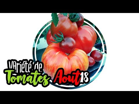 🍅Permaculture : Visite rapide de tomates