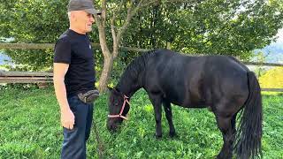 картинка: 🌲Гуцулик Ціган шукає нову домівку🌲