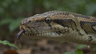 huge python attacks a cat | shocking predator encounter in the wild