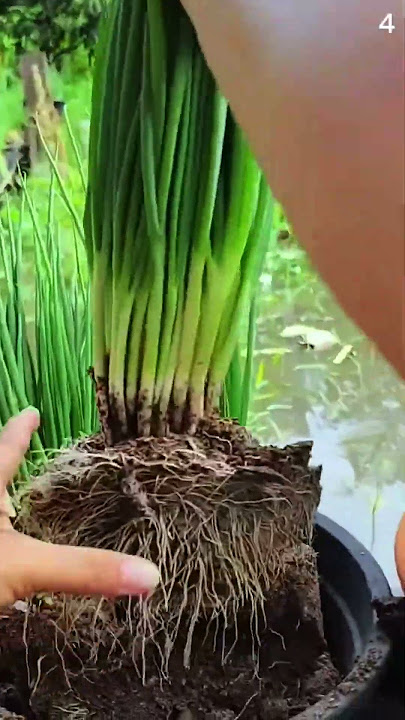 Petani cerdas panen daun bawang dengan hasil yang memuaskan #shorts