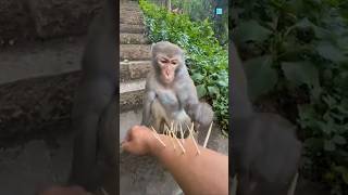“এই বানরটা মানুষকেও হার মানালো!” 🐒#Monkey #FunnyMonkey #ViralMonkey #MonkeyVideo #FunnyAnimals