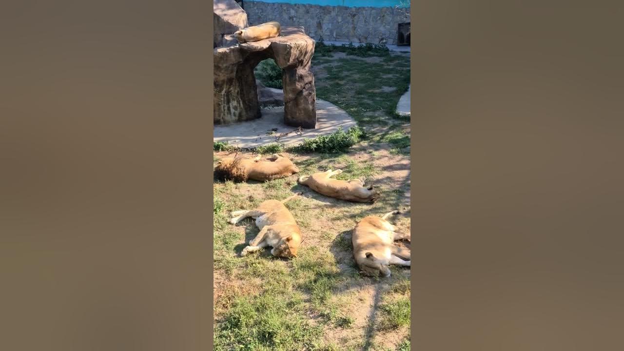 Степка тайган последние. Парк тайган живи стёпка живи.