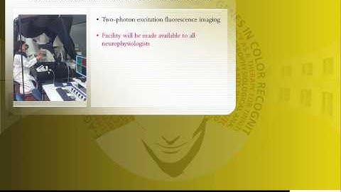 Visualizing structural forms of synaptic plasticity