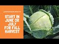 Seedlings to Start in June or July for Fall Harvest