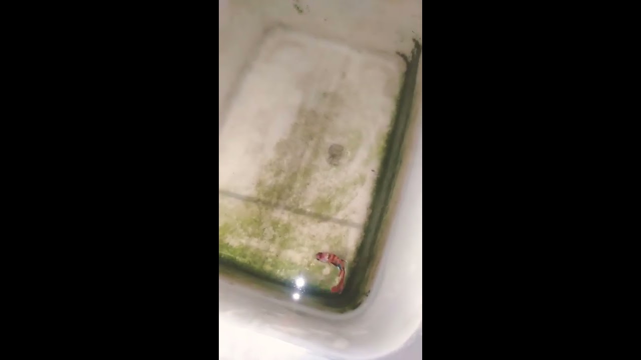 Cara mengawinkan ikan cupang 