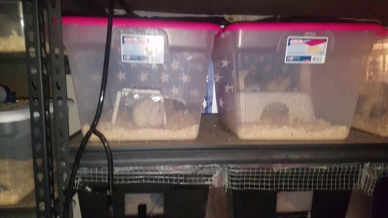 camera iphone 8 plus apk RAT BREEDING UPDATE!!!