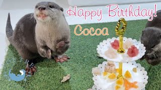 Otter Cocoa's 4th Birthday Dinner Increased Stamina!