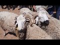 أسعار خروف العيد في سوق تاوجطات - 30 يونيو 2022 🐑