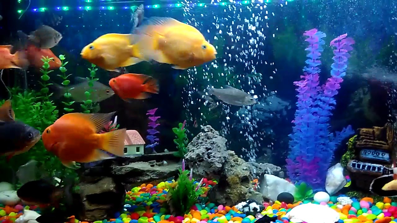 Lovely Parrot Fish With Community Tank YouTube