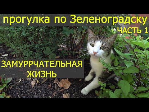 ПРОГУЛКА ПО ЗЕЛЕНОГРАДСКУ / ГОРОД КОШЕК