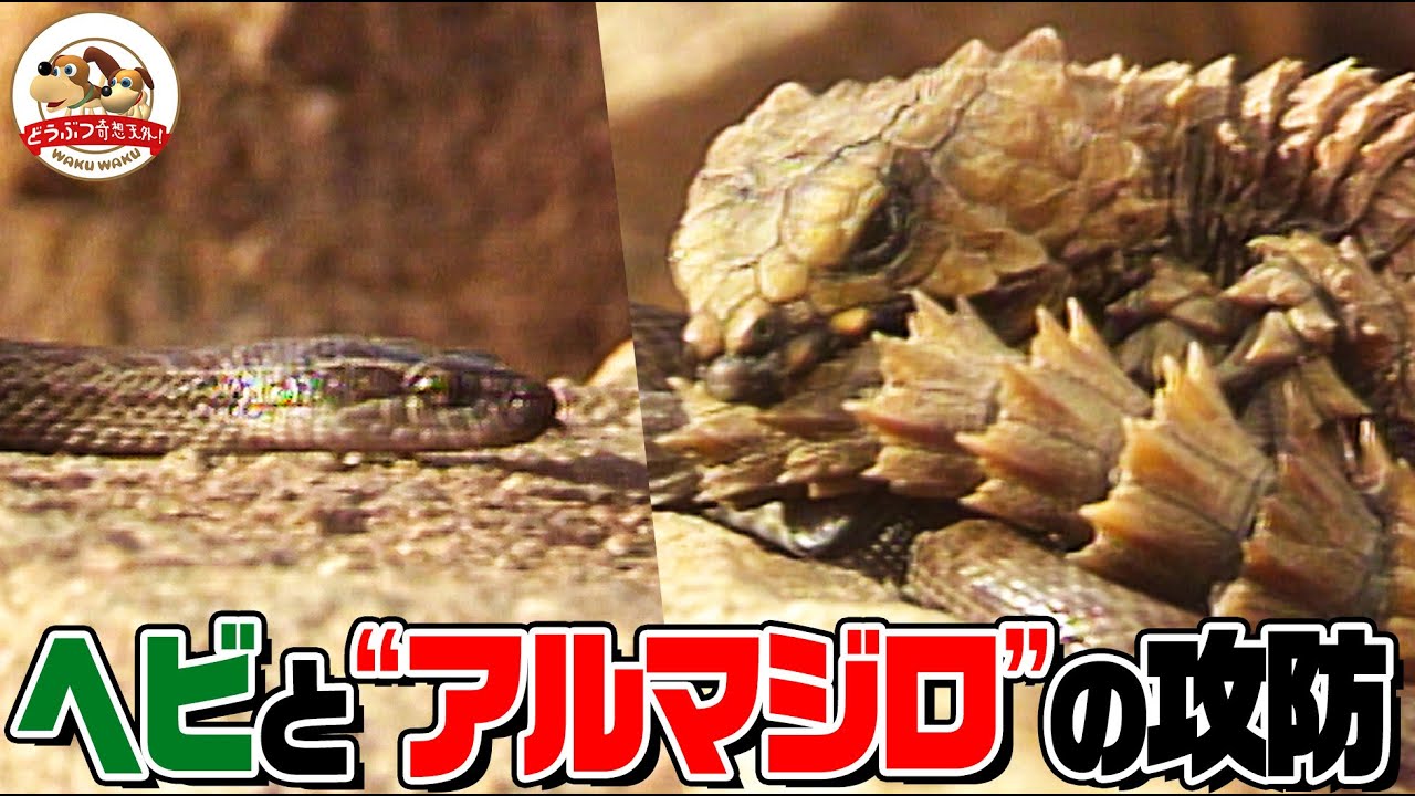 African Reptile Showdown] How did the rugged, armored armadillo