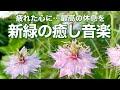 【新緑の癒しBGM】心がふっと落ち着くカフェタイム|やさしいピアノで癒されるリラックス音楽