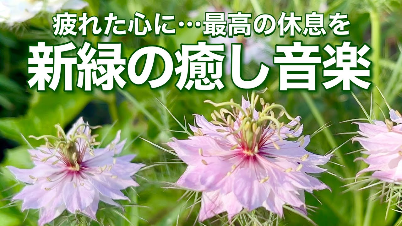 【新緑の癒しBGM】心がふっと落ち着くカフェタイム|やさしいピアノで癒されるリラックス音楽
