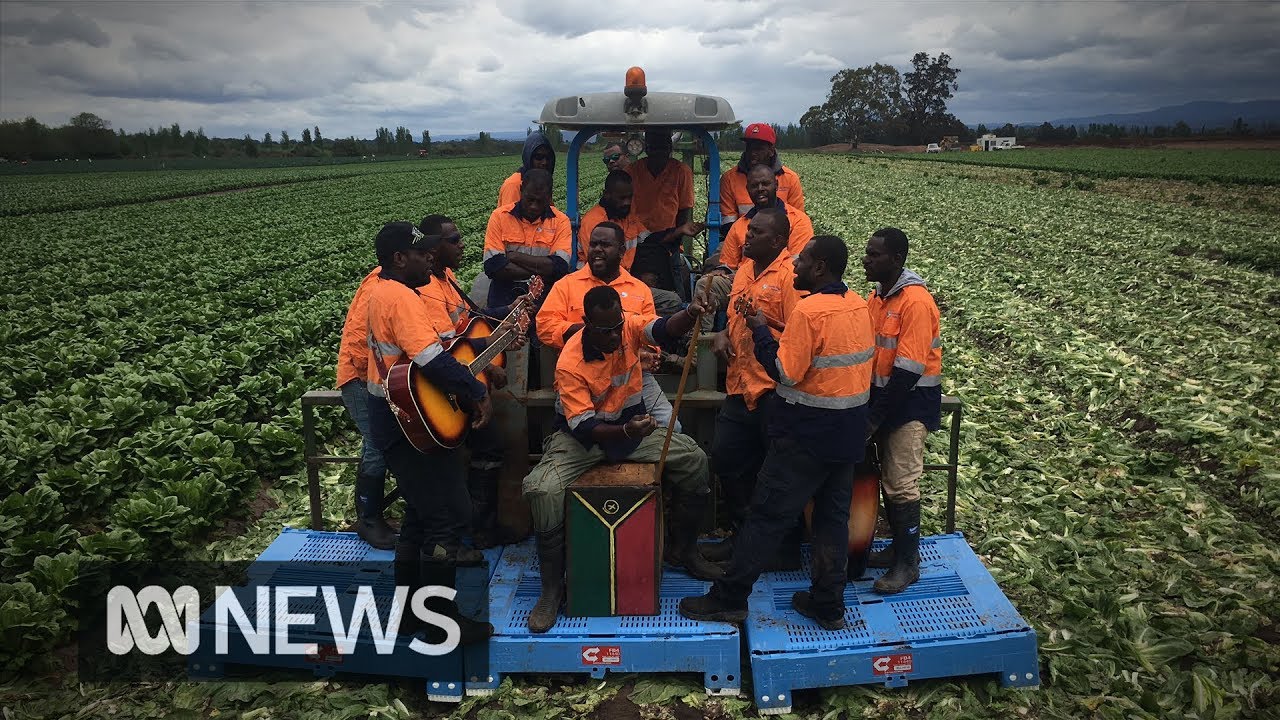 Sweet sounds of Vanuatu's seasonal workers ABC News YouTube