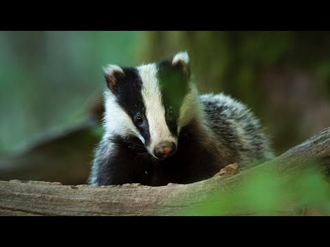 Vidéo: Le blaireau est un animal prédateur. Description du type et du comportement