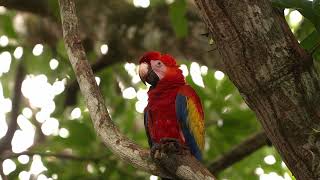 Costa Rica Fotoreise November 2023