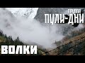 Группа Пули Дни Волки Группа Пули Дни Волки