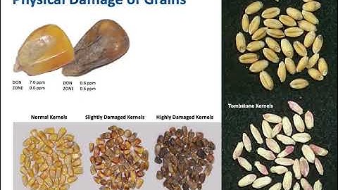 Mycotoxin Testing Requirements : Introduction"  Dr. Carrie Maune, Trilogy Laboratories, USA