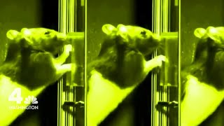Dancing Rats Reveal How the Brain Learns New Skills | NBC4 Washington