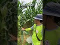 JAGUNG DASARAN 400 KARUNG PERHEKTAR